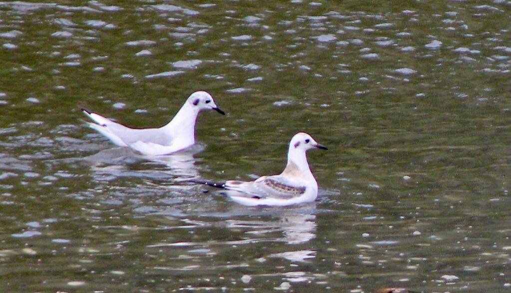 IMG_1826 Adult and Immature Bonaparte's Gull by Jon. D. Anderson is licensed under CC BY-ND 2.0